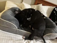 Taz, a male American Pit Bull Terrier for sale in San Francisco, CA – Photo 7 of 8