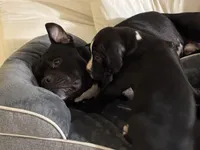 Taz, a male American Pit Bull Terrier for sale in San Francisco, CA – Photo 8 of 8