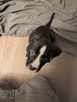 Taz, a male American Pit Bull Terrier for sale in San Francisco, CA – Photo 1 of 8