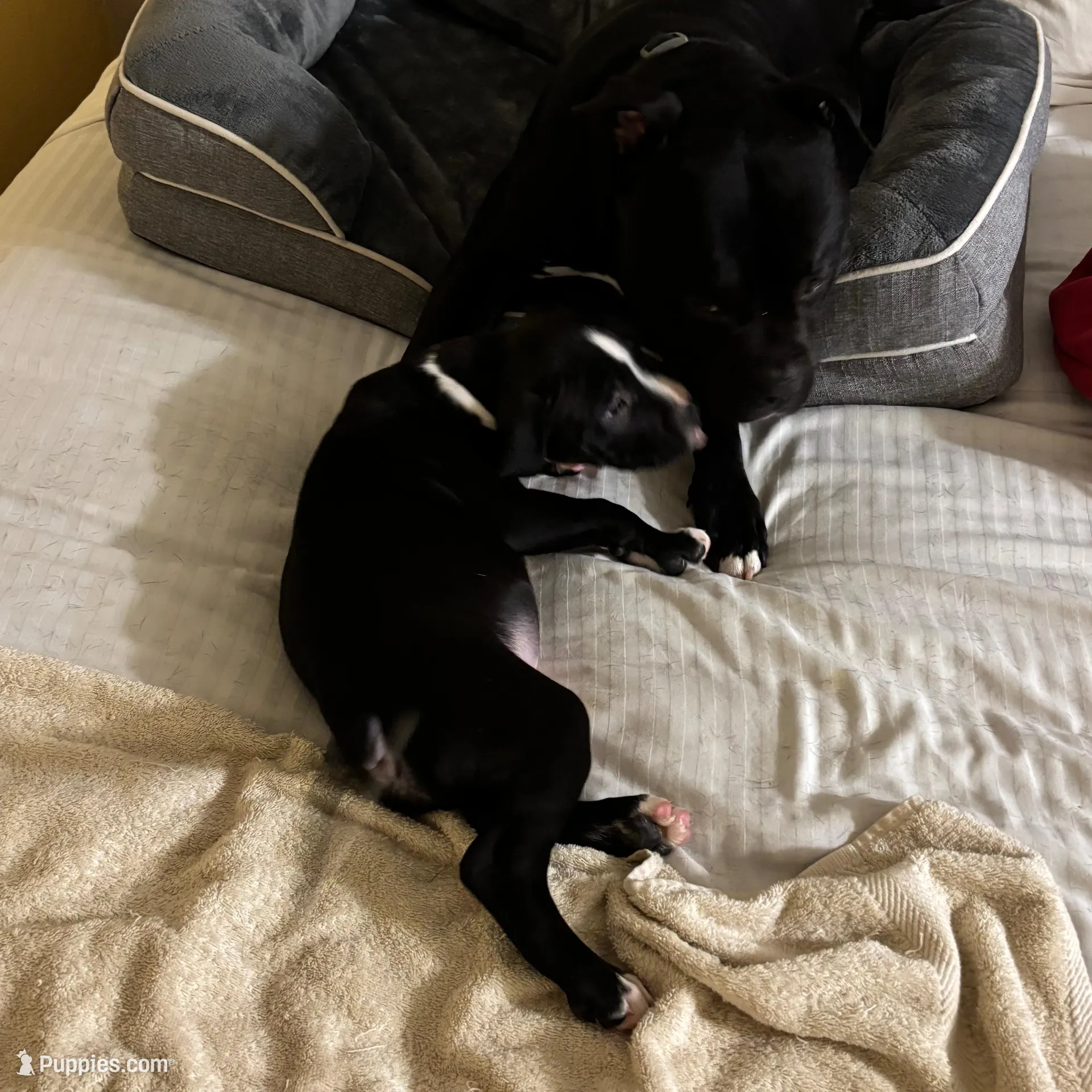 Taz, a male American Pit Bull Terrier for sale in San Francisco, CA – Photo 6 of 8