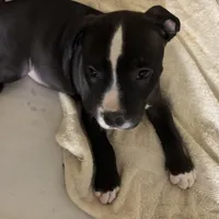 Rocco, a male American Pit Bull Terrier for sale in San Francisco, CA – Photo 4 of 10