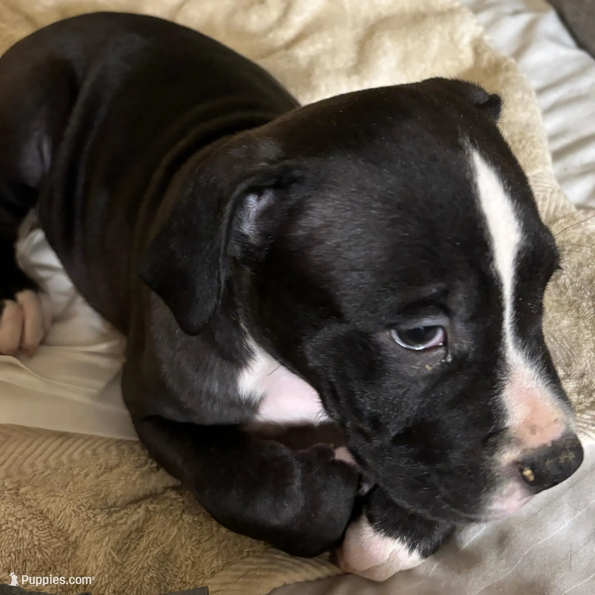 Rocco, a male American Pit Bull Terrier for sale in San Francisco, CA – Photo 8 of 10