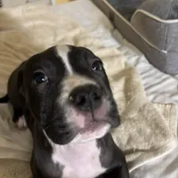 Rocco, a male American Pit Bull Terrier for sale in San Francisco, CA – Photo 5 of 10