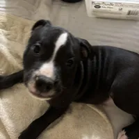 Rocco, a male American Pit Bull Terrier for sale in San Francisco, CA – Photo 2 of 10