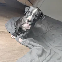 Rocco, a male American Pit Bull Terrier for sale in San Francisco, CA – Photo 9 of 10