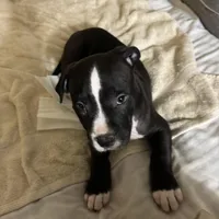 Rocco, a male American Pit Bull Terrier for sale in San Francisco, CA – Photo 1 of 10