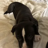 Rocco, a male American Pit Bull Terrier for sale in San Francisco, CA – Photo 6 of 10