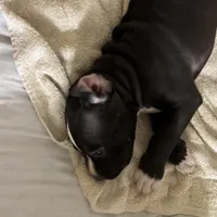 Rocco, a male American Pit Bull Terrier for sale in San Francisco, CA – Photo 7 of 10