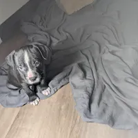 Rocco, a male American Pit Bull Terrier for sale in San Francisco, CA – Photo 10 of 10