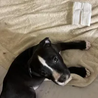 Rocco, a male American Pit Bull Terrier for sale in San Francisco, CA – Photo 3 of 10