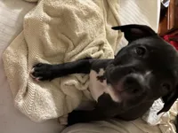 Bentley, a male American Pit Bull Terrier for sale in San Francisco, CA – Photo 6 of 8