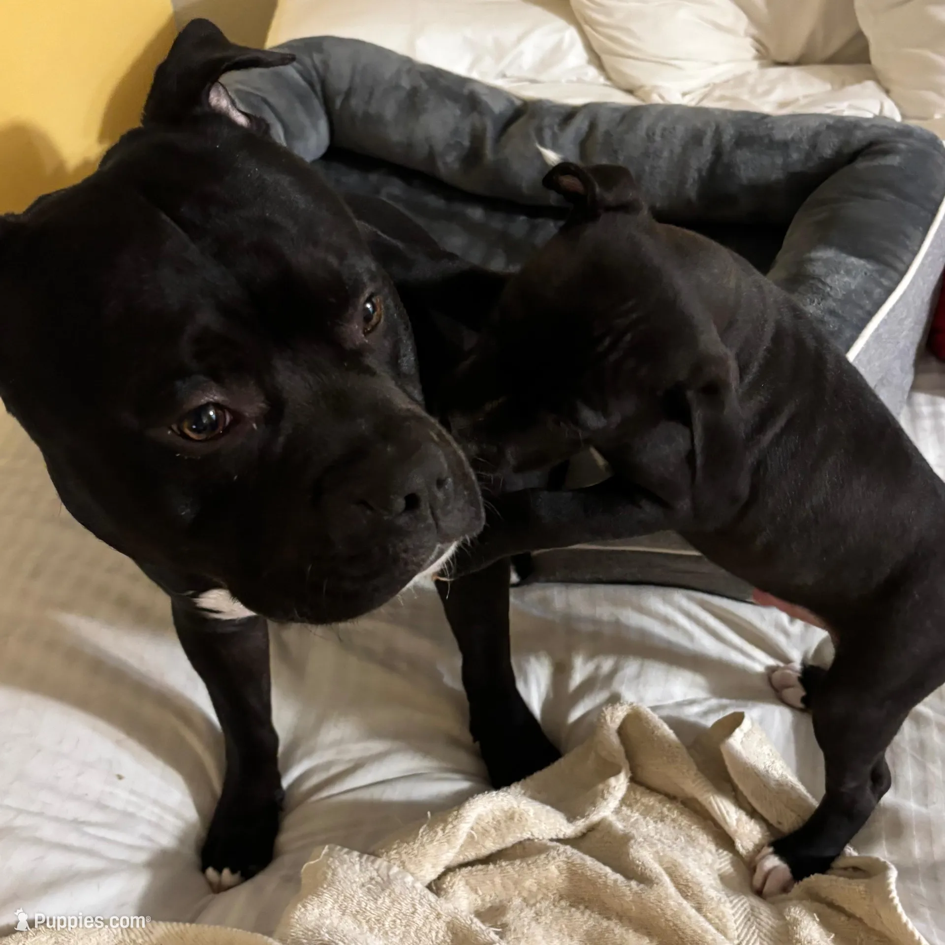 Bentley, a male American Pit Bull Terrier for sale in San Francisco, CA – Photo 8 of 8