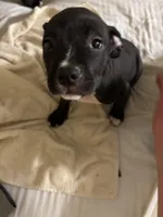 Bentley, a male American Pit Bull Terrier for sale in San Francisco, CA – Photo 1 of 8