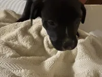 Bentley, a male American Pit Bull Terrier for sale in San Francisco, CA – Photo 7 of 8