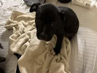 Bentley, a male American Pit Bull Terrier for sale in San Francisco, CA – Photo 3 of 8