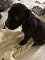 Bentley, a male American Pit Bull Terrier for sale in San Francisco, CA – Photo 5 of 8