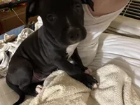 Bentley, a male American Pit Bull Terrier for sale in San Francisco, CA – Photo 4 of 8