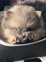 Chewbacca, a male Pomeranian for sale in Lilliwaup, WA – 5 of 5