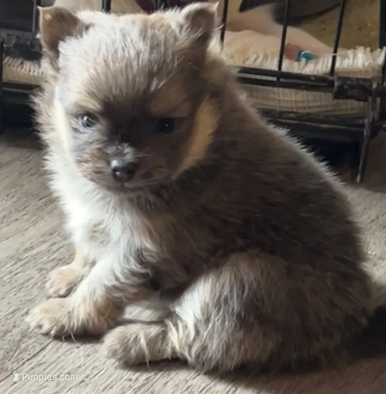 Chewbacca – Pomeranian puppy for sale in Lilliwaup, WA