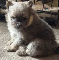 Chewbacca, a male Pomeranian for sale in Lilliwaup, WA – 1 of 5