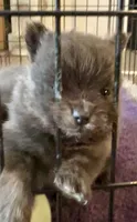 Binx, a male Pomeranian for sale in Lilliwaup, WA – 3 of 9
