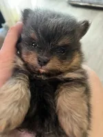 Grogu , a male Pomeranian for sale in Lilliwaup, WA – 4 of 4