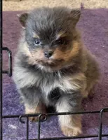 Grogu , a male Pomeranian for sale in Lilliwaup, WA – 2 of 4