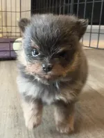 Grogu , a male Pomeranian for sale in Lilliwaup, WA – 3 of 4