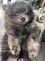 Binx, a male Pomeranian for sale in Lilliwaup, WA – 7 of 9