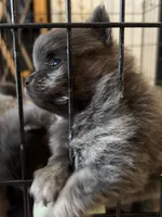 Binx, a male Pomeranian for sale in Lilliwaup, WA – 8 of 9