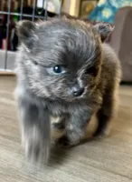 Binx, a male Pomeranian for sale in Lilliwaup, WA – 6 of 9