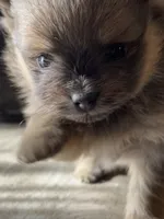 Chewbacca, a male Pomeranian for sale in Lilliwaup, WA – 4 of 5
