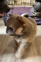 Chewbacca, a male Pomeranian for sale in Lilliwaup, WA – 2 of 5