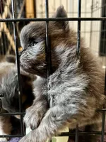 Binx, a male Pomeranian for sale in Lilliwaup, WA – 9 of 9