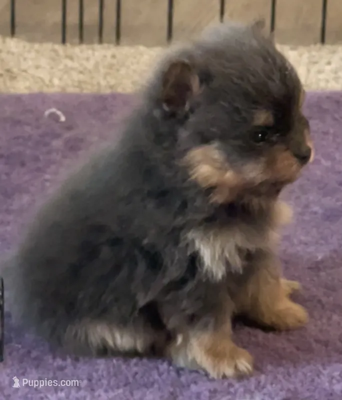 Grogu  – Pomeranian puppy for sale in Lilliwaup, WA