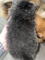 Binx, a male Pomeranian for sale in Lilliwaup, WA – 4 of 9