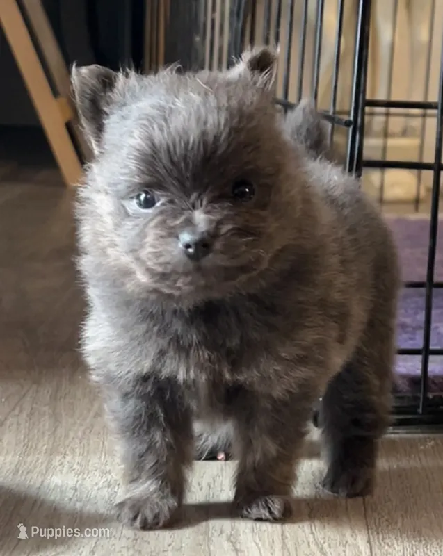 Binx – Pomeranian puppy for sale in Lilliwaup, WA