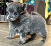 Binx, a male Pomeranian for sale in Lilliwaup, WA – 2 of 9