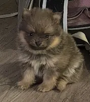 Chewbacca, a male Pomeranian for sale in Lilliwaup, WA – 3 of 5