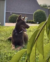 Yellow, a male Doberman Pinscher for sale in Cincinnati, OH – Photo 7 of 7