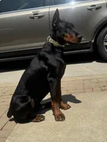 Yellow, a male Doberman Pinscher for sale in Cincinnati, OH – Photo 4 of 7