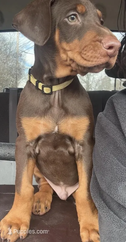 Yellow – Doberman Pinscher puppy for sale in Cincinnati, OH