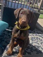 Yellow, a male Doberman Pinscher for sale in Cincinnati, OH – Photo 2 of 7