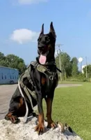 Yellow, a male Doberman Pinscher for sale in Cincinnati, OH – Photo 3 of 7