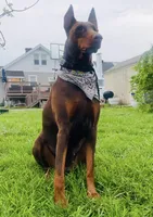 Green , a male Doberman Pinscher for sale in Cincinnati, OH – Photo 6 of 7