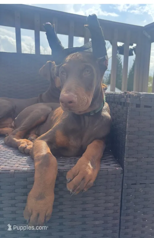 Green  – Doberman Pinscher puppy for sale in Cincinnati, OH