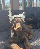 Green , a male Doberman Pinscher for sale in Cincinnati, OH – Photo 3 of 7