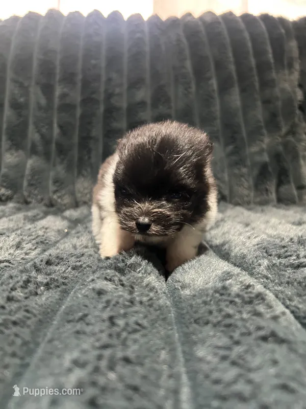 Jr – Pomeranian puppy for sale in Phoenix, AZ
