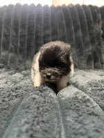 Jr, a male Pomeranian for sale in Phoenix, AZ – 1 of 2