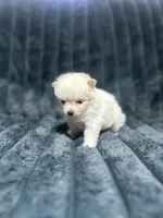 Coco, a female Pomeranian for sale in Phoenix, AZ – 2 of 2